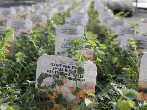 BOLDAIR 100 doses 20 ml Sur-odorant sols jardin agrumes ref fab PV21238502